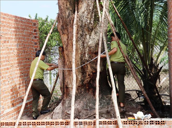 Trong ảnh: Lực lượng Kiểm lâm Tây Ninh đo kích thước cây giáng hương tại hiện trường. Ảnh: Lê Đức Hoảnh - TTXVN
