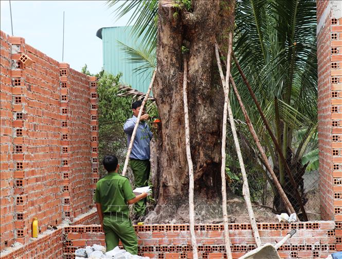 Trong ảnh: Công an huyện Tân Châu kiểm tra cây giáng hương bị đào trộm để lập hồ sơ xử lý. Ảnh: Lê Đức Hoảnh - TTXVN