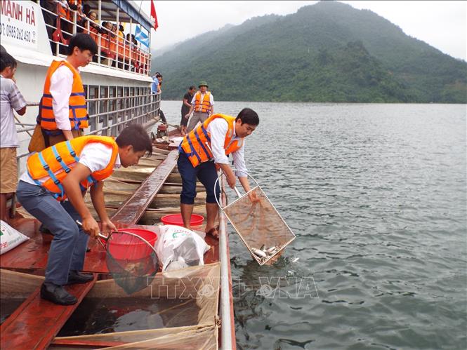 Trong ảnh: Thả hơn 60.000 con cá giống bổ sung nguồn lợi thủy sản hồ Hòa Bình. Ảnh: Thanh Hải - TTXVN