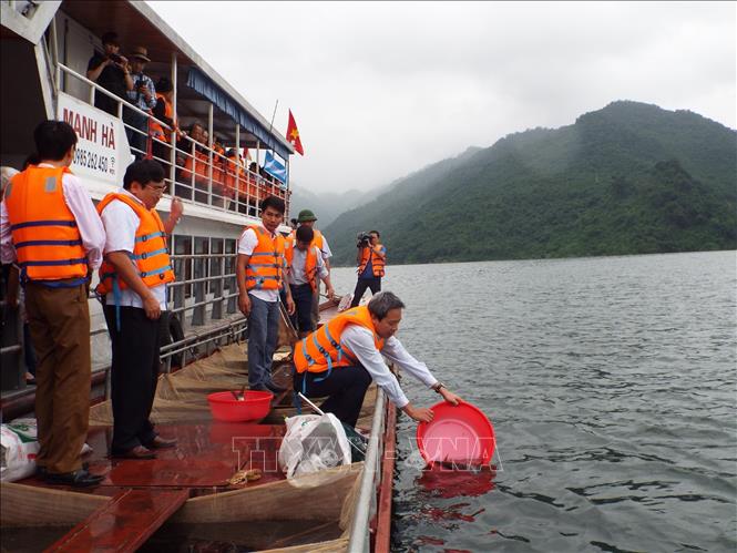 Trong ảnh: Thả hơn 60.000 con cá giống bổ sung nguồn lợi thủy sản hồ Hòa Bình. Ảnh: Thanh Hải - TTXVN