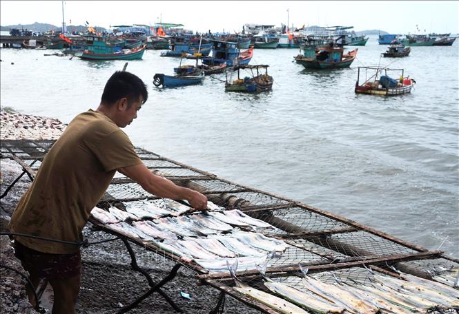 Trong ảnh: Người dân phơi khô cá xương xanh, đặc sản nổi tiếng của đảo Nam Du, xã An Sơn, huyện Kiên Hải. Ảnh: Nguyễn Vũ Thành Đạt - TTXVN
       
