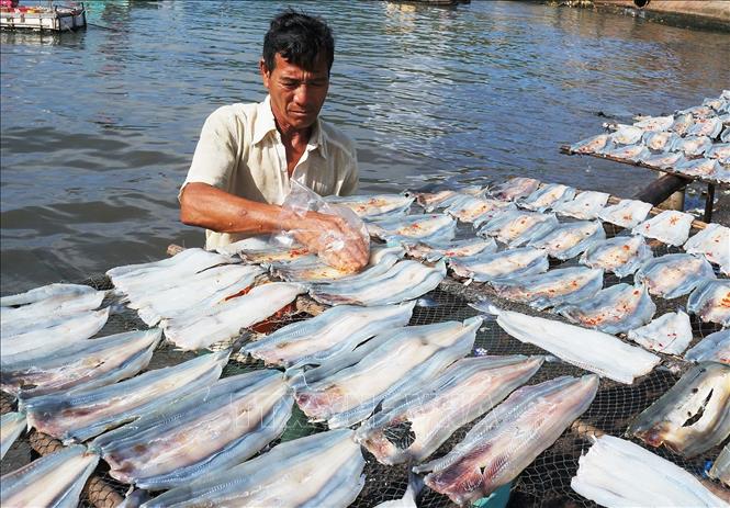 Trong ảnh: Người dân tẩm gia vị trực tiếp trong quá trình phơi các loại khô hải sản. Ảnh: Nguyễn Vũ Thành Đạt - TTXVN
