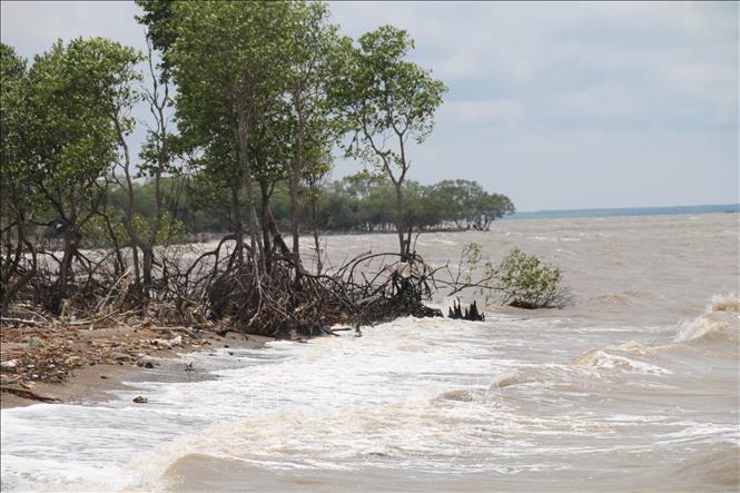 Trong ảnh: Rừng phòng hộ Gò Công ngày càng bị thu hẹp do xâm thực (Ảnh chụp tại xã Tân Điền, huyện Gò Công Đông). Ảnh: Minh Trí-TTXVN