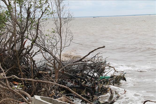 Trong ảnh: Dấu tích của rừng phòng hộ trước đây (Ảnh chụp tại xã Tân Điền, huyện Gò Công Đông). Ảnh: Minh Trí-TTXVN
 