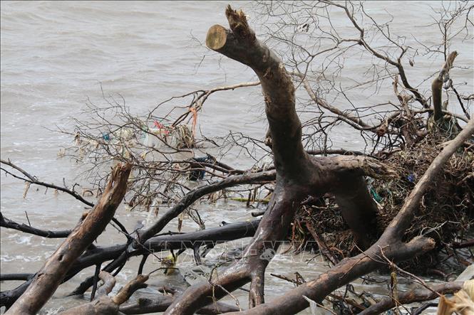 Trong ảnh: Dấu tích của rừng phòng hộ trước đây (Ảnh chụp tại xã Tân Điền, huyện Gò Công Đông). Ảnh: Minh Trí-TTXVN