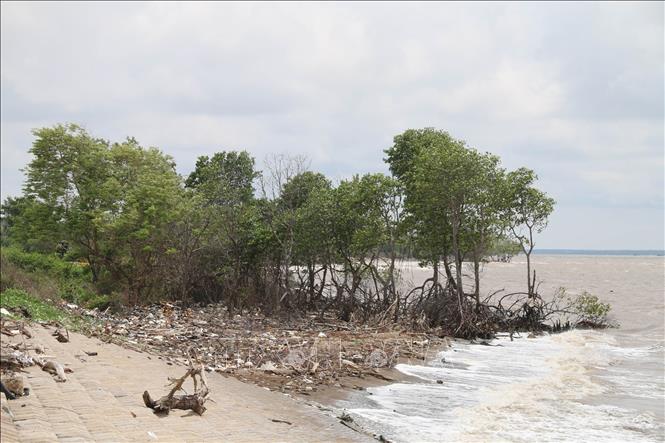 Trong ảnh: Rừng phòng hộ Gò Công ngày càng bị thu hẹp do xâm thực (Ảnh chụp tại xã Tân Điền, huyện Gò Công Đông). Ảnh: Minh Trí-TTXVN
