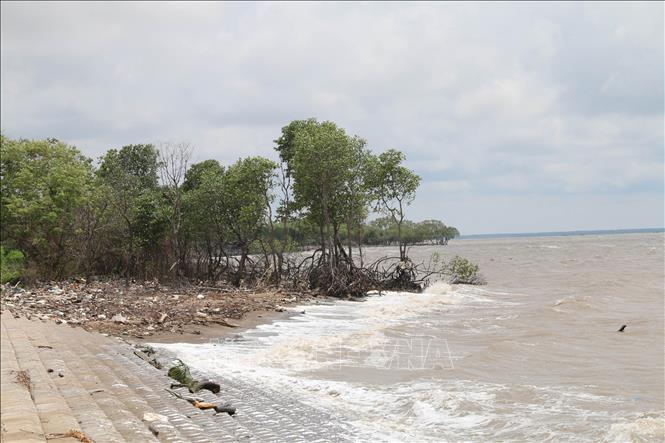Trong ảnh: Rừng phòng hộ Gò Công ngày càng bị thu hẹp do xâm thực (Ảnh chụp tại xã Tân Điền, huyện Gò Công Đông). Ảnh: Minh Trí-TTXVN