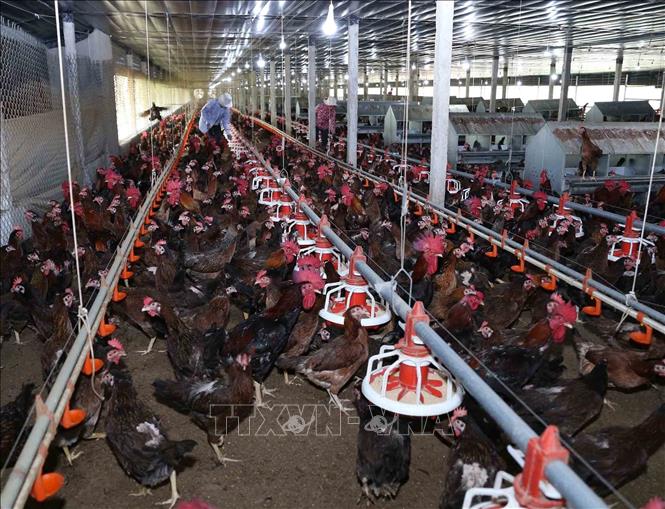 Thu lãi 400  500 triệu đồngnăm từ mô hình nuôi gà đẻ siêu trứng Ai Cập   Báo Thái Bình điện tử