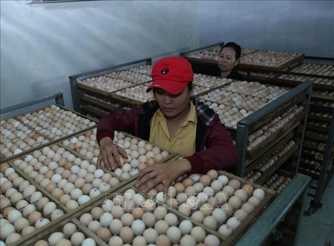 Trong ảnh: Trứng gà thu hoạch từ trang trại nuôi gà đẻ trứng đảm bảo tiêu chuẩn được bảo quản trong kho mát trước khi đưa vào lò ấp. Ảnh: Vũ Sinh – TTXVN
