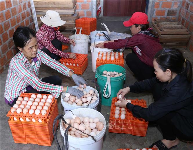 Trong ảnh: Trứng gà thu hoạch từ trang trại nuôi gà đẻ trứng đảm bảo tiêu chuẩn được phân loại trước khi đưa vào bảo quản trong kho mát. Ảnh: Vũ Sinh – TTXVN