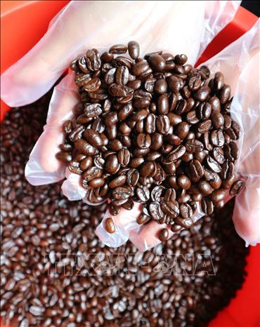 Trong ảnh: Hạt cà phê được chọn lựa kỹ càng trước khi đưa vào rang xay. Ảnh: Nguyễn Dũng – TTXVN