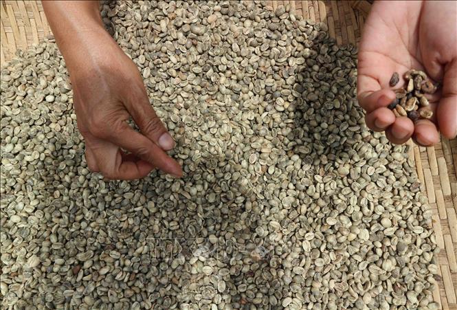 Trong ảnh: Hạt cà phê được chọn lựa kỹ càng trước khi đưa vào rang xay. Ảnh: Nguyễn Dũng – TTXVN