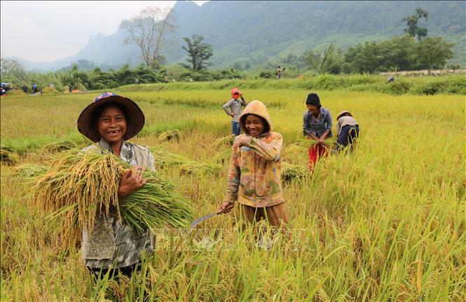 Trong ảnh: Bà con đồng bào Rục tại xã Thượng Hóa, huyện Minh Hóa phấn khởi thu hoạch lúa trên cách đồng Rục Làn. Ảnh: Mạnh Thành, Đức Thọ - TTXVN