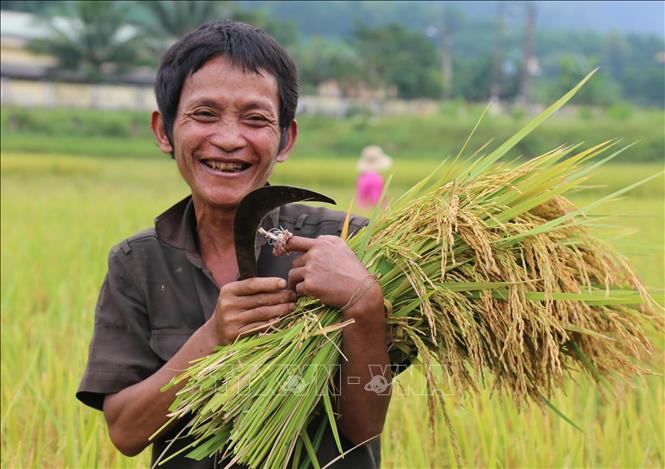 Trong ảnh: Nông dân Cao Xuân Trường, bản Mò O Ồ Ồ, xã Thượng Hóa, huyện Minh Hóa phấn khởi thu hoạch lúa. Ảnh: TTXVN