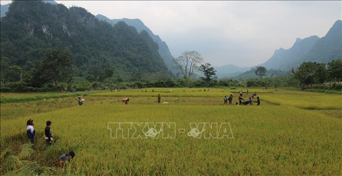 Trong ảnh: Cánh đồng lúa Rục Làn đang vào độ chín vàng. Ảnh: Mạnh Thành, Đức Thọ - TTXVN