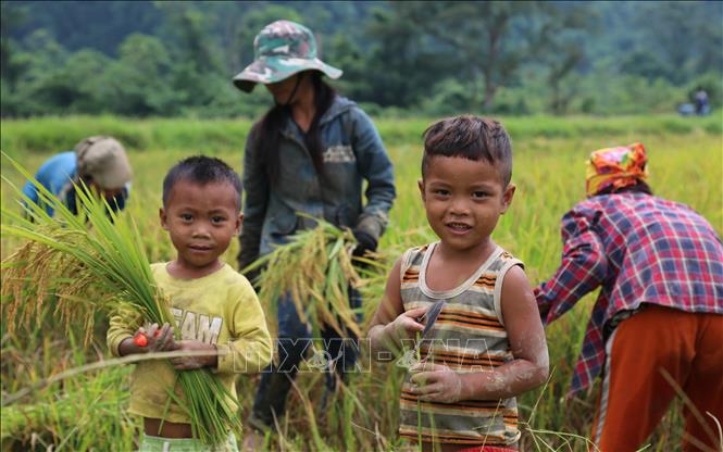 Trong ảnh: Trẻ em dân tộc Rục cùng mẹ ra đồng trong vụ mùa bội thu. Ảnh: Mạnh Thành, Đức Thọ - TTXVN