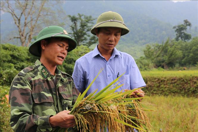 Trong ảnh: Đại úy Bùi Văn Hải và cán bộ Ủy ban nhân xã Thượng Hóa đang trao đổi về giống lúa cho năng suất cao trong vụ hè thu năm nay. Ảnh: TTXVN