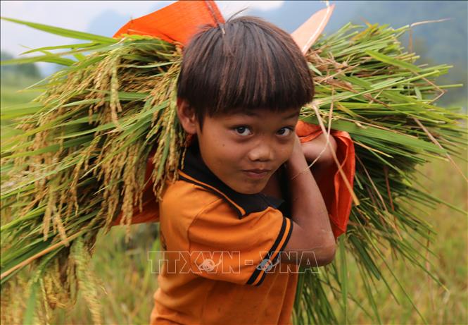 Trong ảnh: Trẻ em đồng bào Rục giúp đỡ bố mẹ thu hoạch lúa. Ảnh: TTXVN