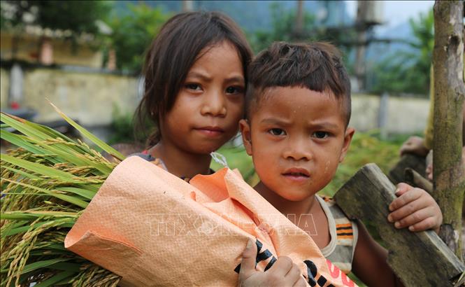 Trong ảnh: Trẻ em dân tộc Rục cùng bố mẹ ra đồng trong vụ thu hoạch. Ảnh: Mạnh Thành, Đức Thọ - TTXVN