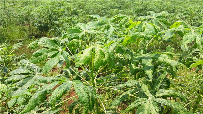 Trong ảnh: Cây sắn bị bệnh khảm lá khiến người dân điêu đứng. Ảnh: K GỬIH -TTXVN
