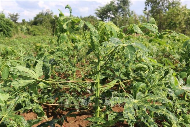 Trong ảnh: Cây sắn bị bệnh khảm lá khiến người dân điêu đứng. Ảnh: K GỬIH -TTXVN
