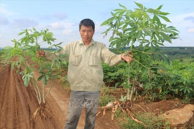 Trong ảnh: Ông Trần Ngọc Ký, ấp 2, xã An Khương, huyện Hớn Quan so sánh cây sắn bị bệnh (trái) với cây chưa nhiễm bệnh. Ảnh: K GỬIH -TTXVN