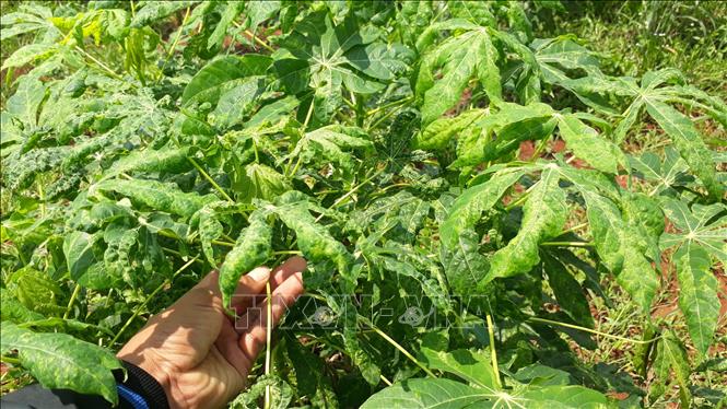 Trong ảnh: Cây sắn tại xã Bù Nho, huyện Phú Riềng bị bệnh khảm lá khiến người dân điêu đứng. Ảnh: K GỬIH -TTXVN