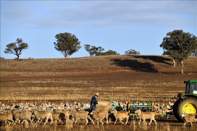 Trong ảnh: Cảnh khô hạn trên đồng cỏ ở Duri, New South Wales, Australia ngày 7/8/2018. Ảnh: AFP/ TTXVN