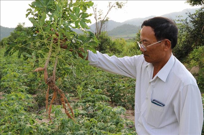 Trong ảnh: Cây sắn bị bệnh khảm lá virus không cho củ hoặc củ rất ít và không có chất lượng. Ảnh: Dư Toán – TTXVN.