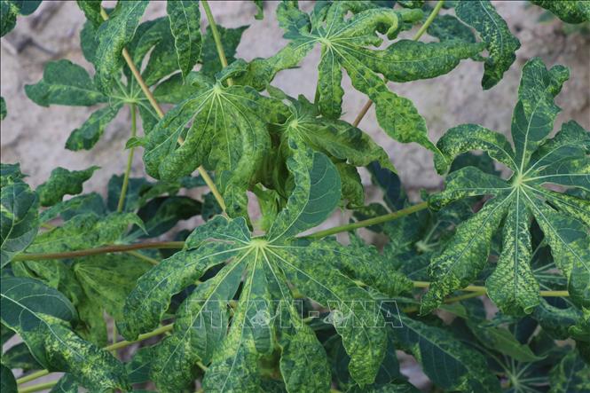 Trong ảnh: Cây sắn bị bệnh khảm lá virus. Ảnh: Dư Toán – TTXVN.