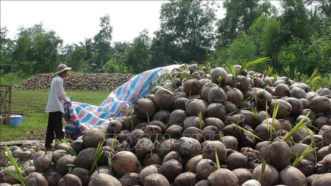 Trong ảnh: Che bạt để ngăn mưa nhằm kéo dài thời gian mọc mầm của dừa. Ảnh: Huỳnh Phúc Hậu - TTXVN