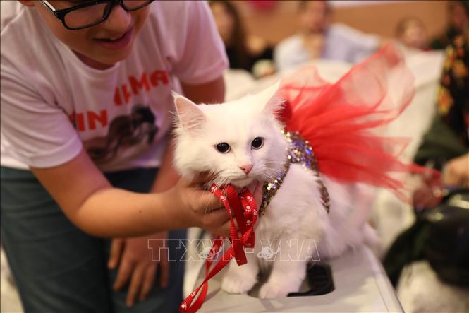 Trong ảnh: Một cô nàng mèo cùng chủ nhân tham gia cuộc thi sắc đẹp tại Ankara, Thổ Nhĩ Kỳ ngày 15/10.Ảnh: THX/TTXVN
