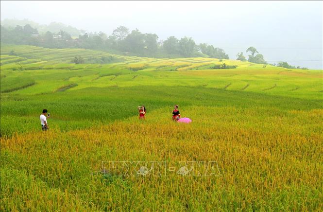 Trong ảnh: Đông đảo khách du lịch đến xã Hồng Thái để ngắm những cánh đồng lúa chín vàng. Ảnh: Văn Tý - TTXVN