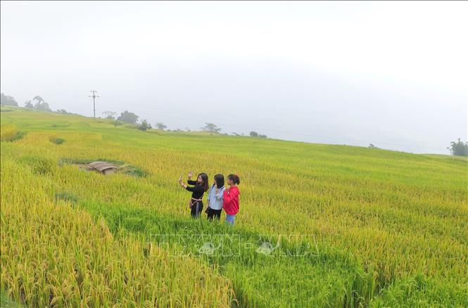Trong ảnh: Đông đảo du khách đến xã Hồng Thái (Na Hang) để ngắm vẻ đẹp của ruộng bậc thang mùa lúa chín. Ảnh: Văn Tý - TTXVN