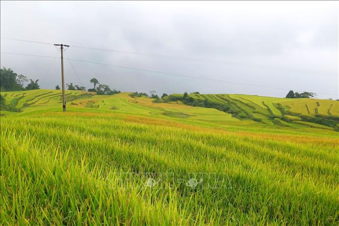 Trong ảnh: Những ruộng bậc thang nhuộm màu vàng của lúa chín muộn. Ảnh:Văn Tý - TTXVN