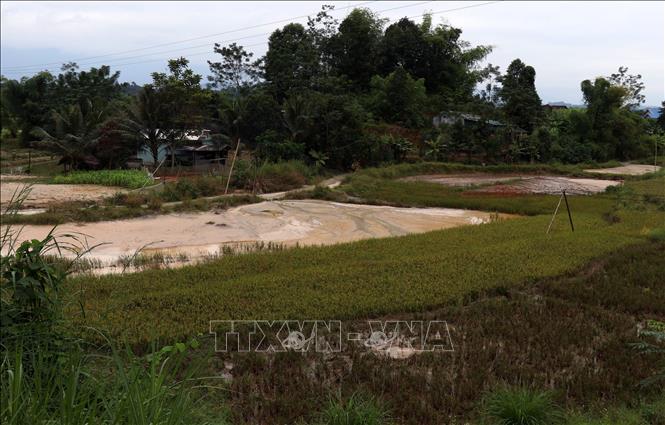 Trong ảnh: Xả thải từ Công ty TNHH Khai Phát vùi lấp lúa và hoa màu của người dân trên địa bàn thôn Thái Niên, xã thái Niên, huyện Bảo Thắng. Ảnh: Quốc Khánh - TTXVN