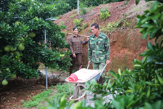 Trong ảnh: Chị Nguyễn Thị Hoài Anh cùng chồng chăm sóc vườn bưởi của gia đình tại thôn Trại Cả, xã Đồng Lạc, huyện Yên Thế. Ảnh: Tùng Lâm - TTXVN