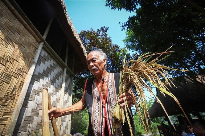 Trong ảnh: Già làng mang cây lúa mới biểu tượng cho thần lúa về nhà rông,rước hồn lúa về với dân làng, với nhà của mình chính là ước nguyện cầu mong cho dân làng không thiếu cái lúa để ăn, cuộc sống luôn no đủ, sung túc. Ảnh: Trọng Đạt - TTXVN