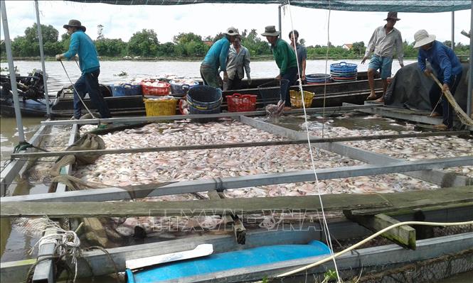Trong ảnh: Cá chết nổi trắng trên mặt sông. Ảnh: Nam Thái - TTXVN