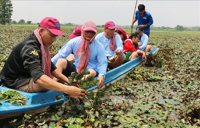 Du khách tham gia trải nghiệm hoạt động hái ấu của người nông dân ở khu vực lòng hồ Tân Trung, huyện Phú Tân, tỉnh An Giang. Ảnh: Công Mạo-TTXVN