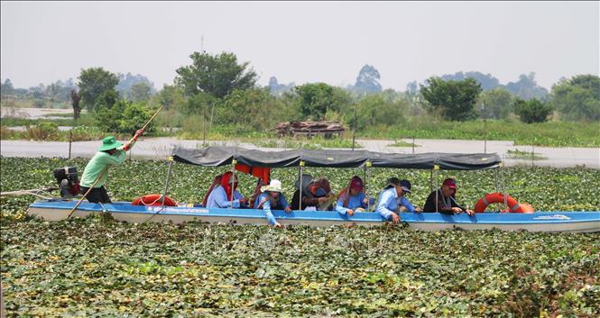 Du khách tham gia trải nghiệm hoạt động hái ấu của người nông dân ở khu vực lòng hồ Tân Trung, huyện Phú Tân, tỉnh An Giang. Ảnh: Công Mạo-TTXVN