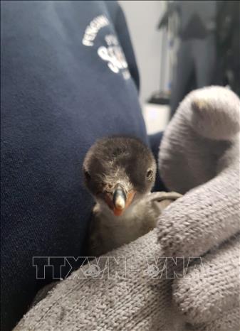 Trong ảnh: Chim cánh cụt con do cặp chim cánh cụt đực Sphen và Magic ấp nở tại Công viên thủy cung Sea Life ở Sydney, Australia ngày 26/10/2018. Ảnh: AFP/ TTXVN