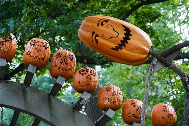Trong ảnh: Bí ngô được trang trí với chủ đề Halloween tại Khu vườn bí ngô ma quái ở Vườn thực vật New York, Mỹ. Ảnh: THX/ TTXVN