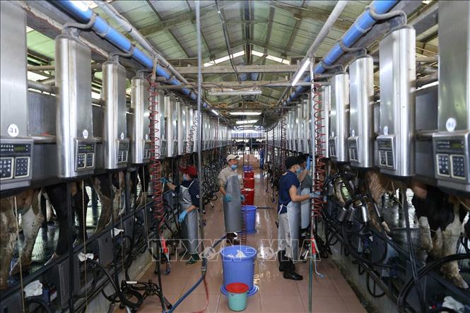Trong ảnh: Dây chuyền vắt sữa bò tại Trang trại bò sữa Vinamilk  tại xã Nhơn Tân, huyện An Nhơn, tỉnh Bình Định. Ảnh: Vũ Sinh - TTXVN