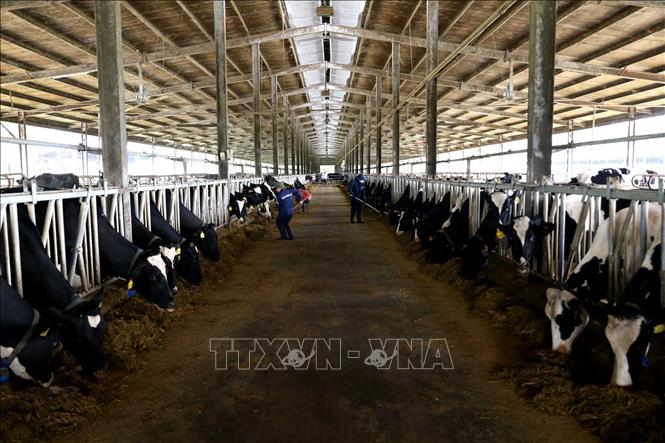Trong ảnh: Công nhân chăm sóc đàn bò sữa tại Trang trại bò sữa Vinamilk, xã Nhơn Tân, huyện An Nhơn, tỉnh Bình Định. Ảnh: Vũ Sinh - TTXVN
