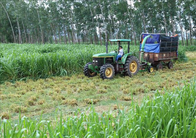 Trong ảnh: Thu hoạch cỏ làm thức ăn cho bò tại Trang trại bò sữa Vinamilk, xã Nhơn Tân, huyện An Nhơn, tỉnh Bình Định. Ảnh: Vũ Sinh - TTXVN