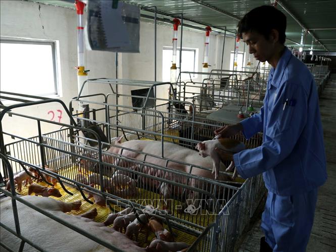 Trong ảnh: Công nhân tiêm Vắc xin cho đàn lợn con tại trang trại chăn nuôi lợn của Công ty Mavin Bình Định xã Nhơn Tân, huyện An Nhơn, tỉnh Bình Định. Ảnh: Vũ Sinh - TTXVN