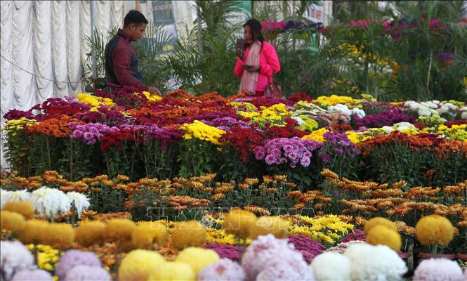 Trong ảnh: Du khách ngắm các loại hoa cúc trưng bày tại triển lãm ở Jawalakhel, Lalitpur, Nepal ngày 1/11/2018. Ảnh: THX/ TTXVN 