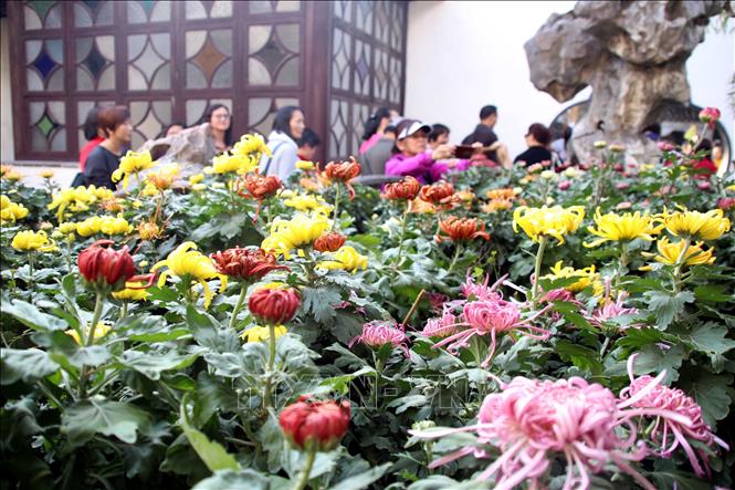 Trong ảnh: Hoa cúc khoe sắc tại triển lãm ở Tô Châu, Trung Quốc ngày 1/11/2018. Ảnh: THX/ TTXVN