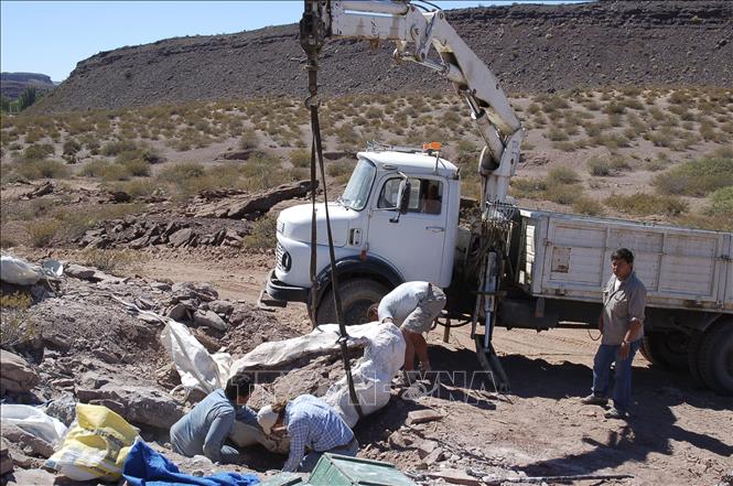 Trong ảnh: Các nhà cổ sinh vật học phát hiện hóa thạch xương của 3 con khủng long tại tỉnh Neuquen, Argentina ngày 2/11/2018. Ảnh: AFP/ TTXVN